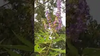 Swallowtail Butterfly in Texas on Texas Sage Bush