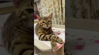 Суперзвезда #shorts Cat Superstar