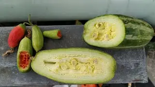 Ivy Gourds / Tindola vs Pointed gourd (Coccinia grandis vs Trichosanthes dioica)  in Kuala Lumpur