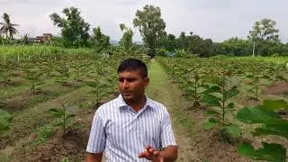 Tissues culture teak plant ssbtl in nepal