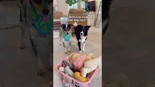 This is how we wash our dog toys 🧸