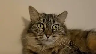 watch - time to bring precious cat Iubita in the spot light - pure cat fun - video entertainment