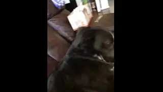 Go to Sleep Little Shadow 
