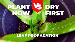 How to Propagate Aloe Vera Leaves: Which Method Works Best?