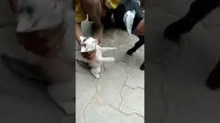 cute cat#pussycat #cats #shorts #viral #trending #kids #reels #masti #SSM Raaj Music #R❤️K