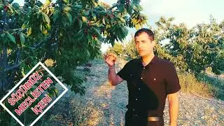 Yaka&ouml;ren Yayla kirazı