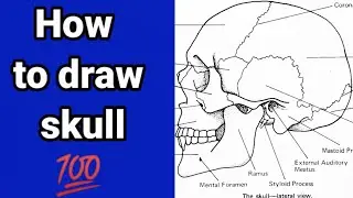 How to Draw Human Skull | Easy And Simple Skull Diagram |Step By Step Skull Diagram #Let'sDrawBio