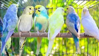 Parakeets CHIRPING to help LONELY Budgie//Parakeets OVER 10 Hours