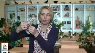 5. Кроки до STEM- освіти на уроках біології (21.02.2019)