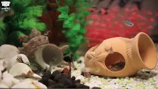 [smallPET TV] #14 Tropical fish goofy -3 RED lights~ : To the dreamland with swimming fish ~~~