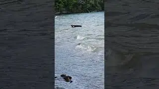 The things you see Hammock camping crazy lake #camping #lake #camp #nature # #campcooking
