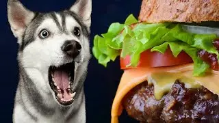 Making a Homeless Husky a Gourmet Dog Burger!