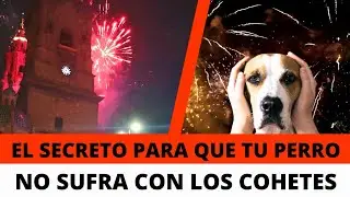 El secreto para que tu perro no sufra con los cohetes 😱🐶 