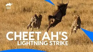 Group of Hungry Cheetahs Take Down Wildebeest🐃🫢| विल्डबीस्ट बना चीता का शिकार - Animal Planet India