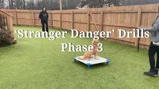 Teaching a Fearful Dog to Give Space - Stranger Danger Drills Phase 3