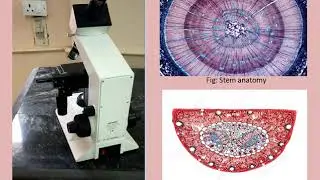 Morphology and anatomy of Pinus spp, Part-3