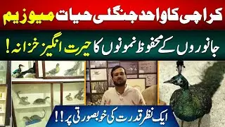 Exploring Karachi's Sindh Wildlife Museum: A Treasure Trove of Animal Specimens
