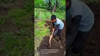 Tilling soil: traditional farming methods