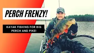 Perch Frenzy! Kayak Fishing for Big Perch and Pike.