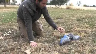 The Magic Shoes