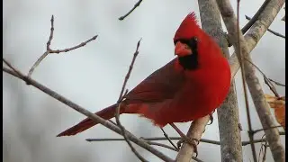 Review - Wild Republic Audubon Birds Northern Cardinal Plush with Authentic Bird Sound and it Works!