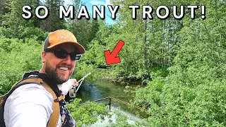 I Found a TINY Roadside Creek LOADED With Trout