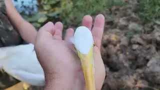 Mais um animal salvo por Nathan.