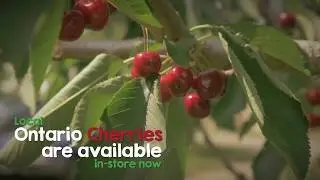 Local Ontario Cherries | Produce Made Simple