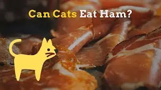Can Cats Eat Ham | Is This Food Healthy for Your Kitten
