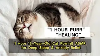 1 Hour 13-Year-Old Cat Purring ASMR for Deep Sleep & Anxiety Relief