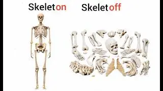 When anatomy makes you go crazy, you make such memes😂