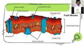 General Biology 1 - Module 8 Structural Components of the Cell Membrane and Its Function
