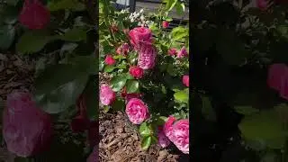 Роза Леонардо Да Винчи #garden #садоводничество #сад #роза #леонардодавинчи , #садоводство