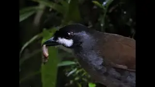 Jocotoco Antpitta at the Reserva Tapichalaca, Ecuador