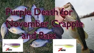 Purple Death Color (Z-Man Shad FryZ and Baby BallerZ) for Late November Crappie and Bass
