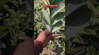 Original Jarvi Red 1 Guava plant // Red Diamond 1 Guava plant // all Guava variety plant available.