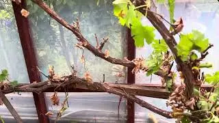 Sorting out the grapes and planting out the tomatoes that means summer has arrived.