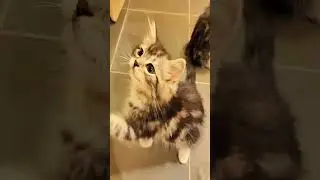 🐱 Jazz Kittens: Cute Cats Grooving to Smooth Tunes! 🎷🎶 #cutecats #kitten#cute #cat #animals