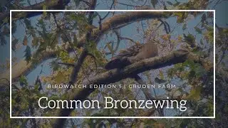 Common Bronzewing | Birdwatch Edition 1 | Cruden Farm