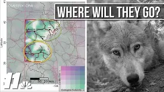 New research pinpoints best locations for wolves in Colorado