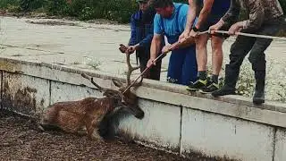 Záchrana jeleňa z hnojovej jamy.