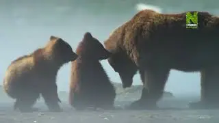 Alaszka , Egy &eacute;v a vadonban 2