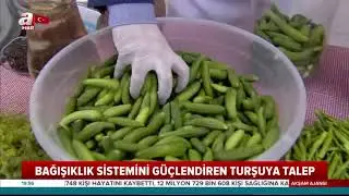 Dünyaca Ünlü Çubuk Turşuları Kurulmaya Başladı