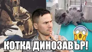 НАЙ-БРУТАЛНИТЕ КОТКИ В TIK TOK! 😻