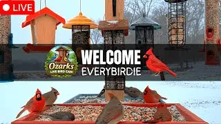 🔴 LIVE Ozark Birds | Peaceful Bird Feeder Cam &bull; Live Nature Sounds