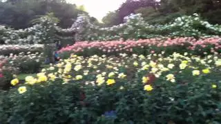 Rose Garden, Regents Park