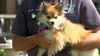 Pet Doc: BVMC supports Kearney's Cambridge Court in building a Bark Park and you can too
