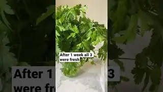 What&rsquo;s the best way to store herbs?
