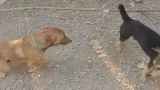 Master GongSun Taoism - Family Farm Life - Dogs Playfully Fighting!