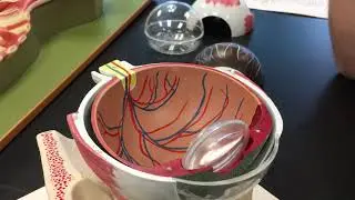 Neural Tunic Eye
